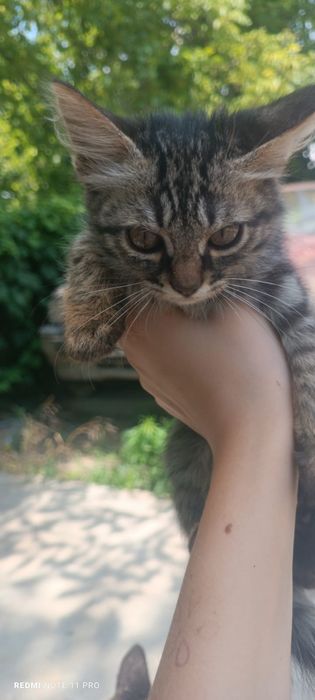 Отдам котят в добрые руки