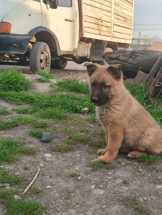 Щенки малинуа девочки