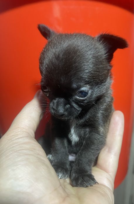 Супермини малышка чихуахуа!