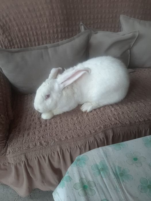 Кролики великан фландр