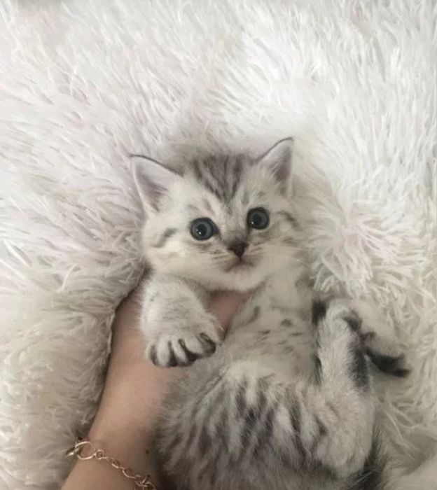 Мальчики шотландские 1.5 мес