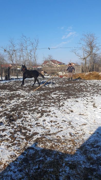Calul este de vânzare