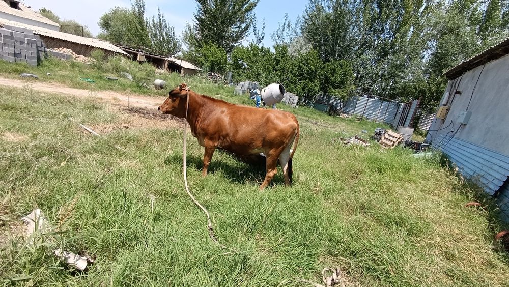 Gʻunajin , sigir , qora mol
