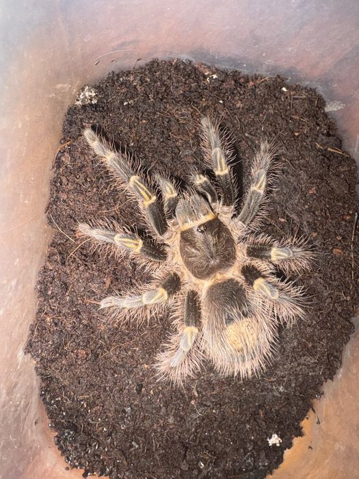 Паук птицеед. Grammostola aureostriata