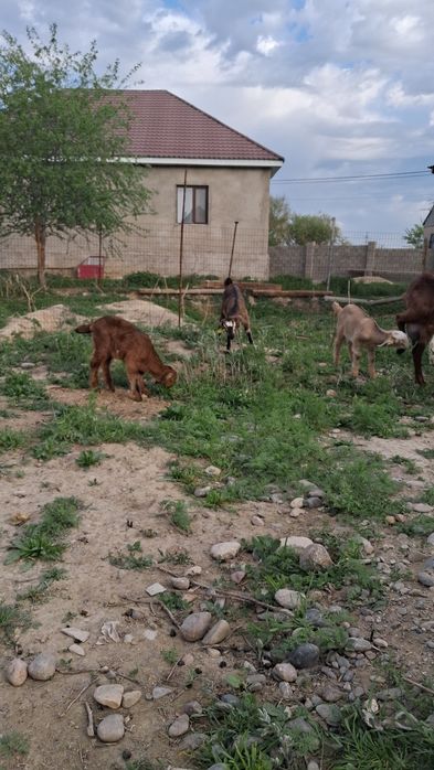 Ешкі сауынды Таразда 190мың