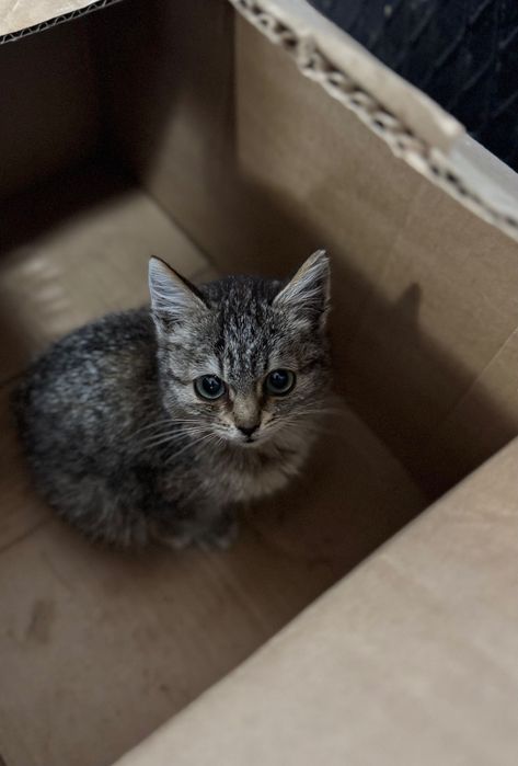 Отдам котенка девочка 3-4 мес