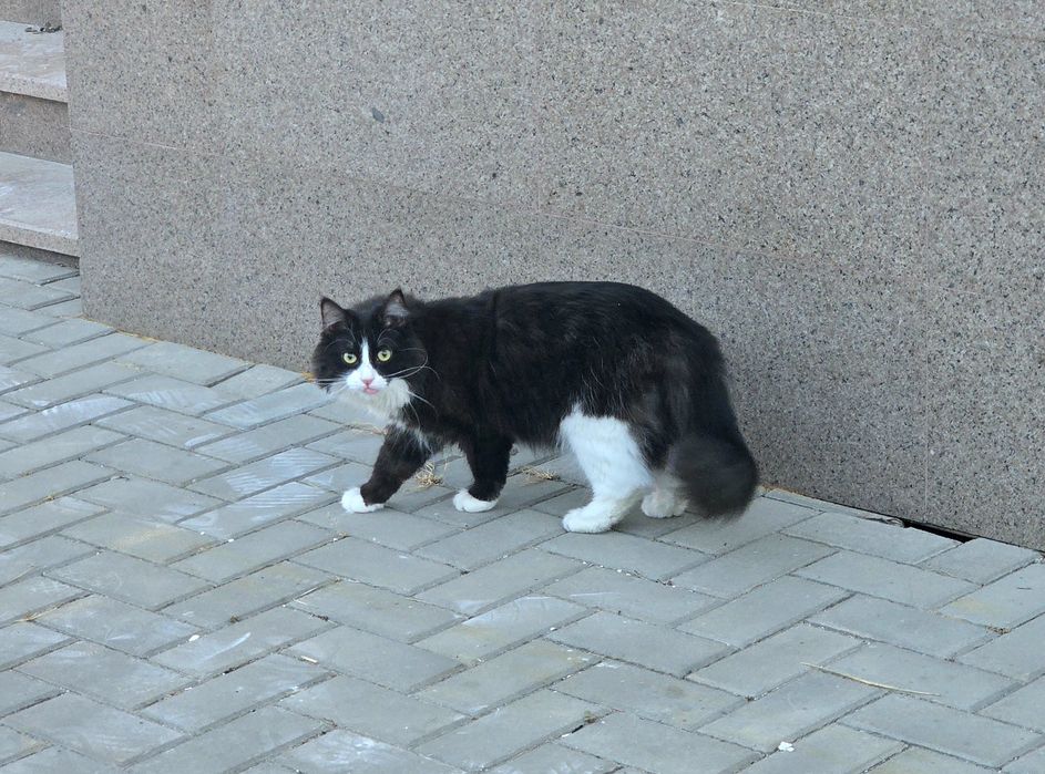 Отдам в хорошие руки кошку 2 годика