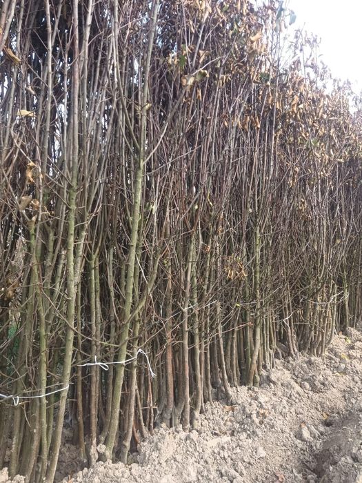 Vand pomi fructiferi