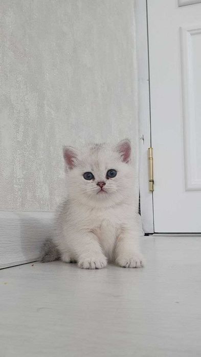 Britanskiy shinshilla (kalta junli)