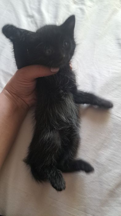Отдам котят в  добрые руки