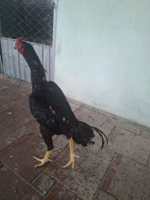 Дакан қораз сатылады