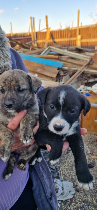 Отдам в хорошие руки