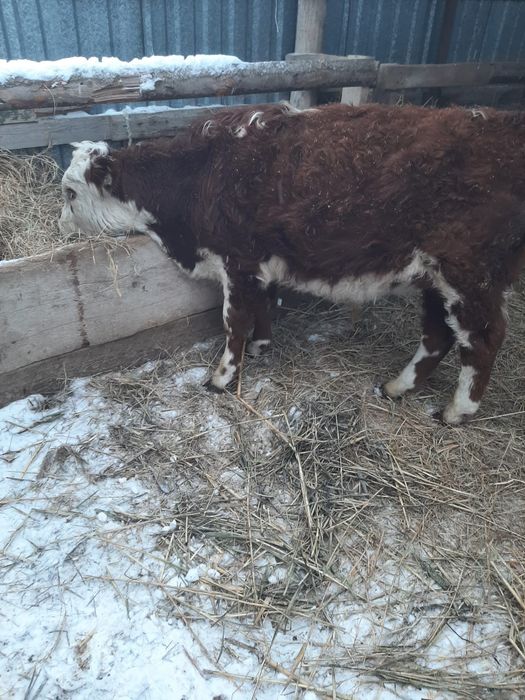 Еркек баспақ сатылады