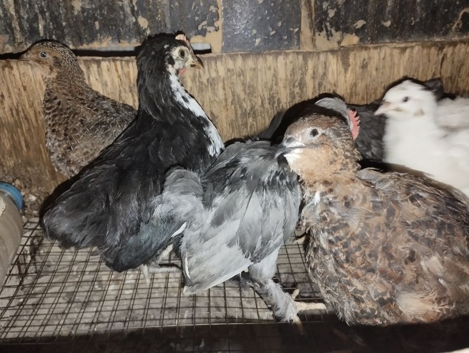 Бентамки цыплята Султанки пароды.