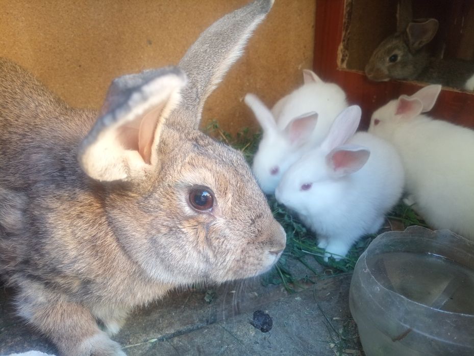 Қойан  қойан  қойан