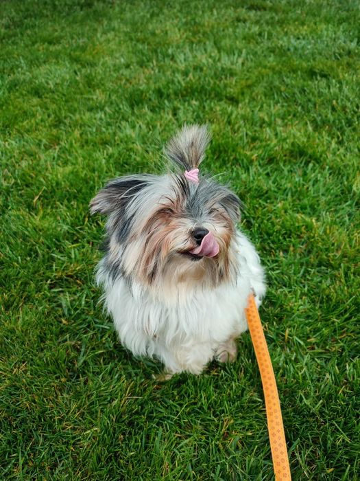 Йоркширски териер-Бивер