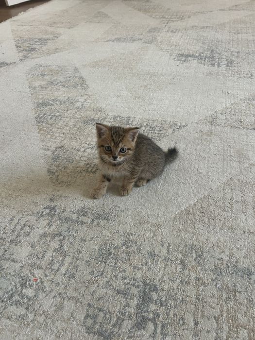 Отдам котенка в добрые руки