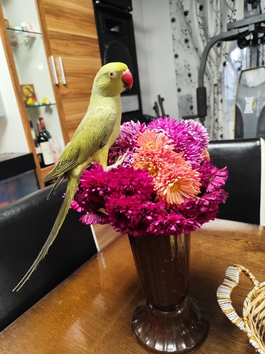 Papagal Micul Alexandru ,blând + colivie