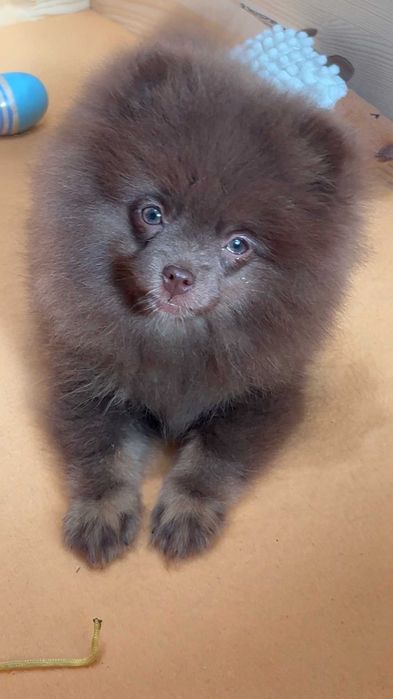 pomeranian deosebit cu pedigree