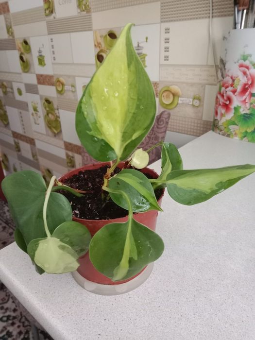 Филодендрон лазящий,Бразил