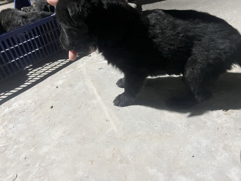 Продаеться ченок немецкая овчарки