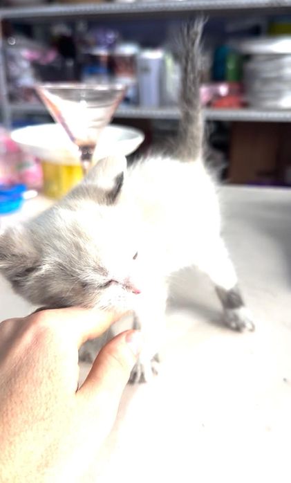 Котята  в добрые руки
