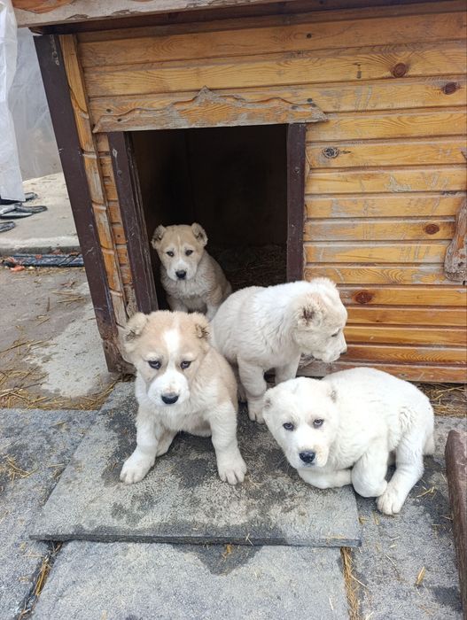 Alabay kuchuk bolalari