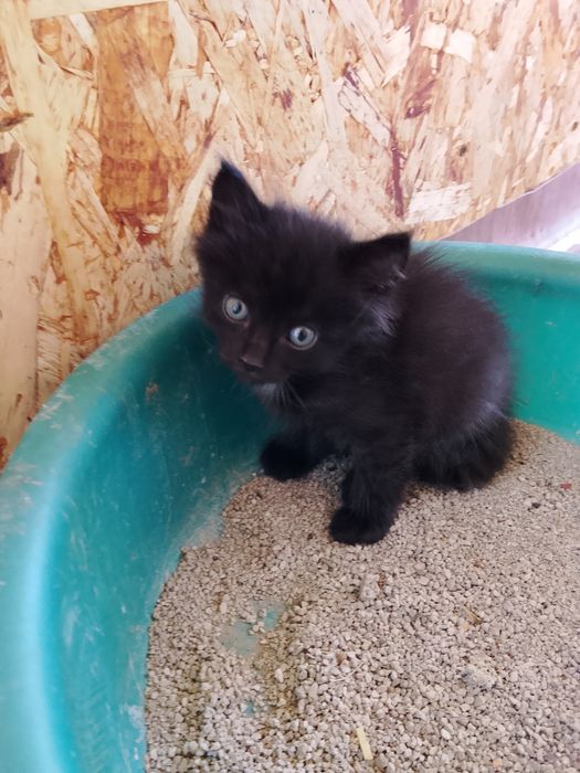 Отдам котят даром