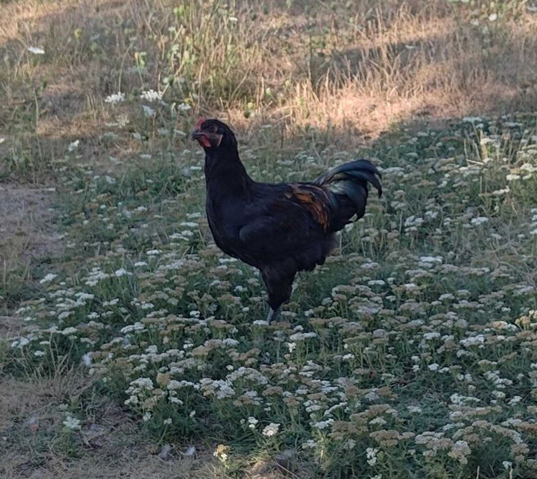Vand cocosi de curte