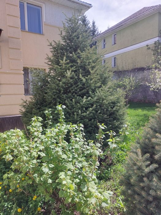 Ёлки тяньшанские