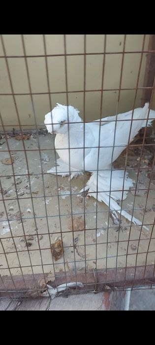 Голуби гульбадам