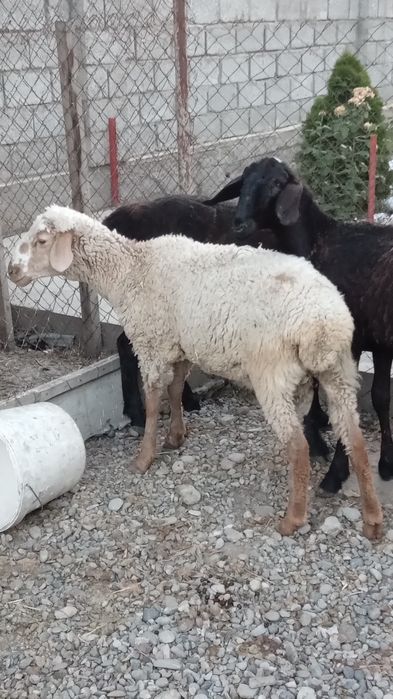 Қошқар сатылады 1 жас