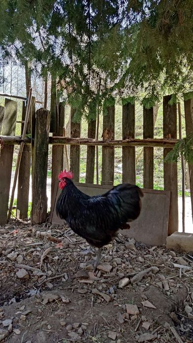 Vand cocosi australorp negru / albastru  si new hampshire