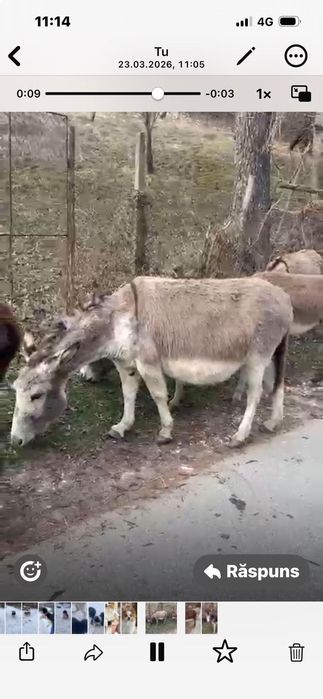 Măgărețe de vanzare