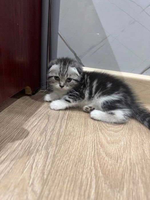 Котята породистые