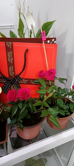 Розы в горшочке:2500 тенге