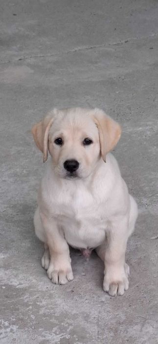 Щенок лабрадор ретривер