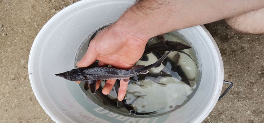 Puiet Sturion Nisetru Siberian 35cm 80g