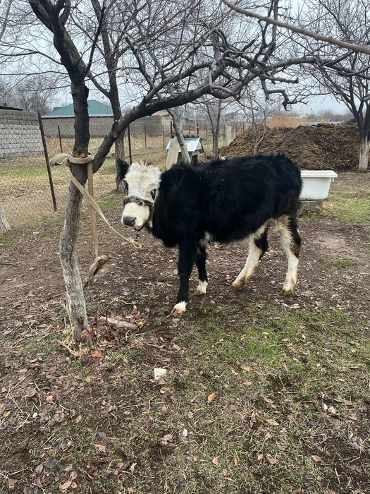 Бұзау сатылады 9 айлық