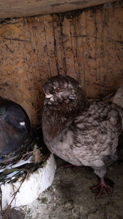 Porumbei americani și kingi