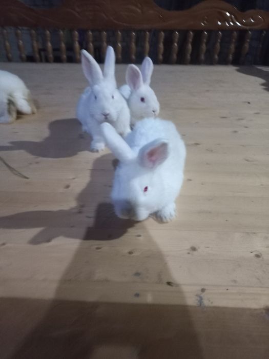 Hoвoзeлaндский бeлый кpолик