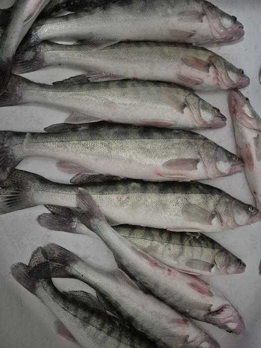 Свежие судака продам