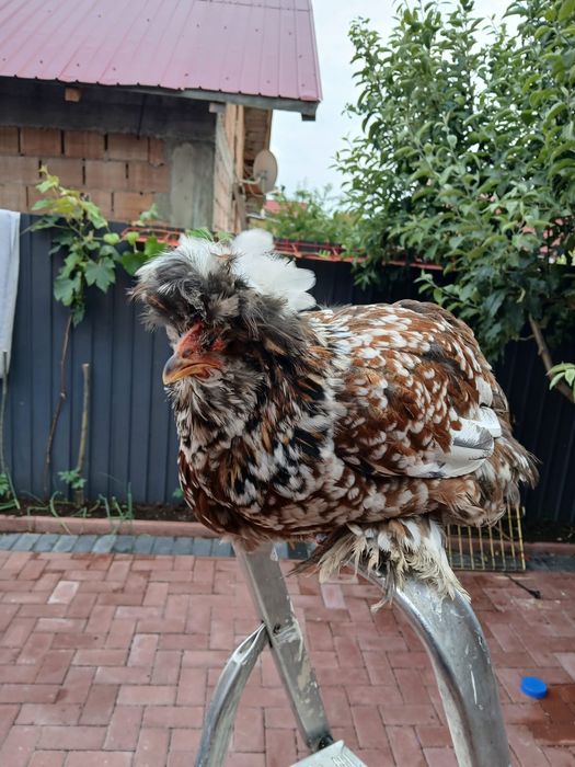 Vand ouă  de incubat