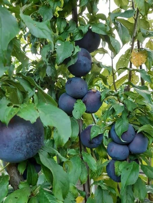 Prun (Soiul Black Sun ) la ghiveci