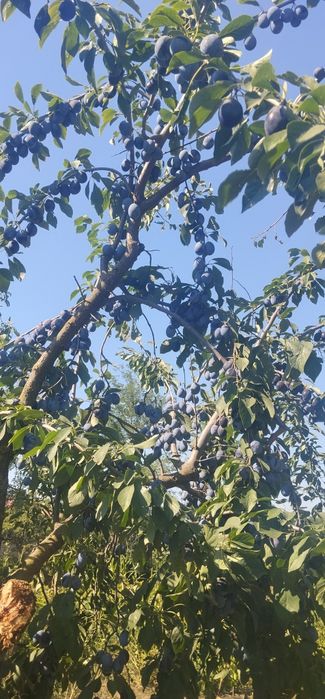 Prune de vânzare