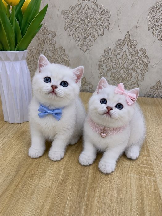Серебристая шиншила