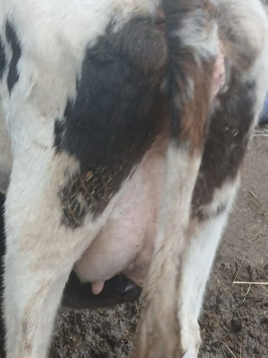 Сиыр бузауымен.