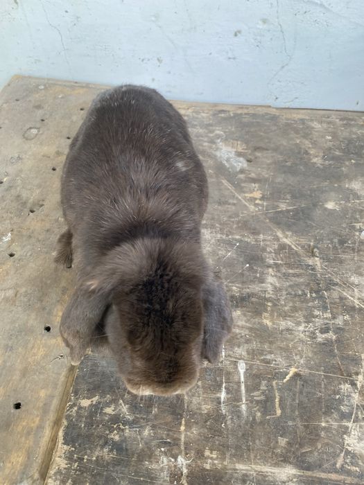 кролики разной породы, не микс