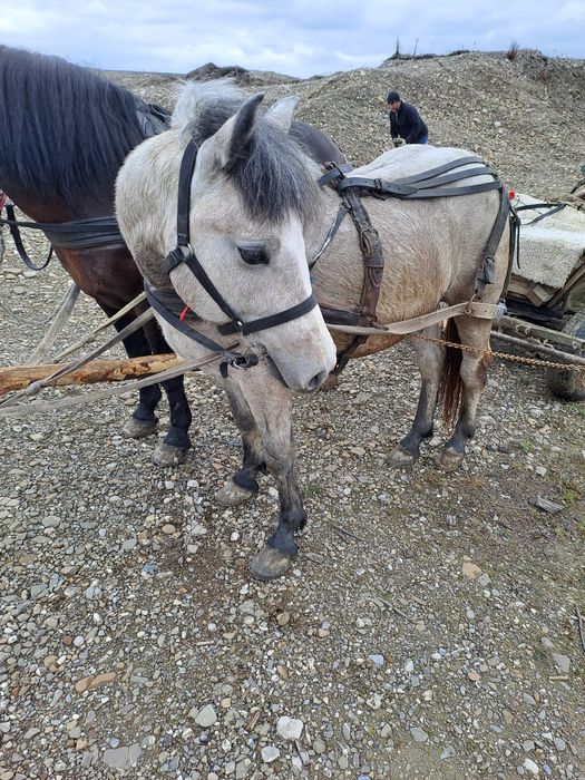 Vânt mânz de doi ani