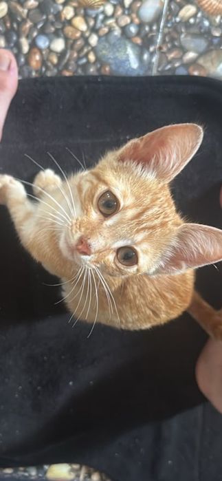 Котик в добрые ручки , мальчик